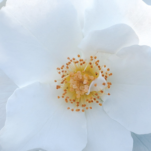 Поръчка на рози - Бял - Рози Полианта - - - Pоза Миллй™ - ПхеноГено Росес - -